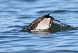 Ring-necked Duck